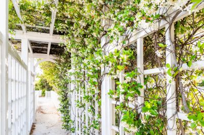 Trellis Painting