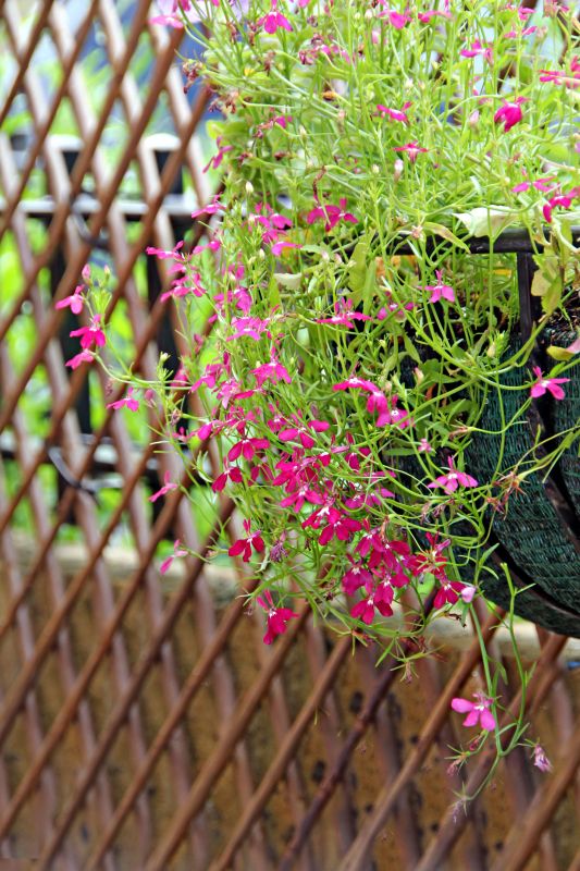 Vibrant Trellis Artwork