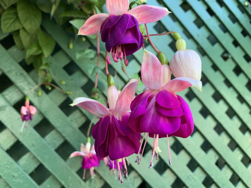 Outdoor Trellis Display